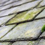 Find Moss Cleaning company in Windsor