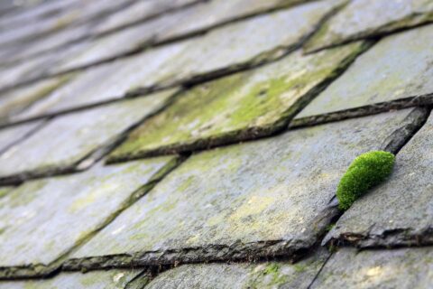 Roof Moss Clearance in Wokingham RG40