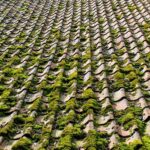 Moss Cleaning near me in Windsor