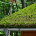 Best Moss Cleaning Expert in Pangbourne