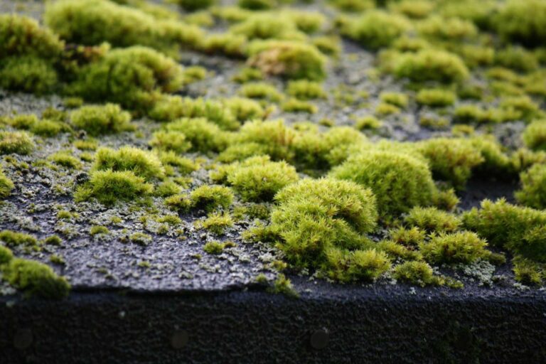 Moss Removal in Windsor